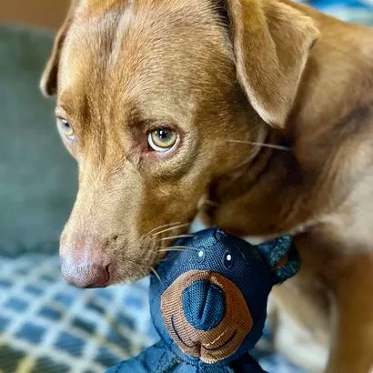 Unzerstörbarer Kau-Teddybär – Perfekt für Starke Hunde mit Viel Kaukraft